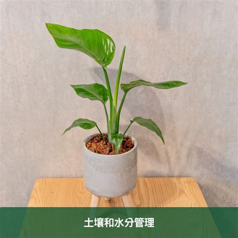 天堂鳥開花|天堂鳥植物完全栽培指南 從選擇到養護 